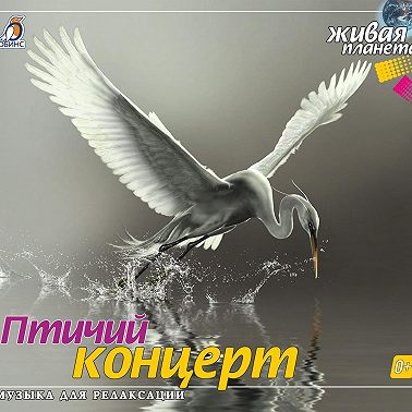Птичий концерт