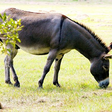 08 февраля /Зачем вредничает ослик?