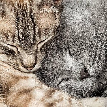 02 февраля /Почему кошки урчат?