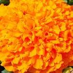 «Мегилат эстер» 13