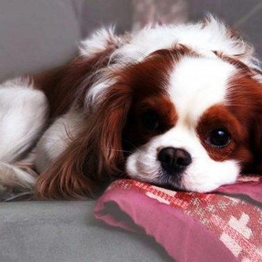 16 декабря / Доня сопереживает Светочке