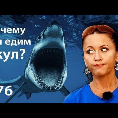 Почему мы едим акул?