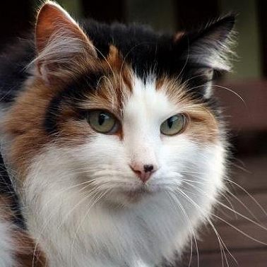 Эрнест Сетон-Томпсон. "Королевская Аналостанка"