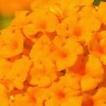 Недельная глава «Лех Леха»