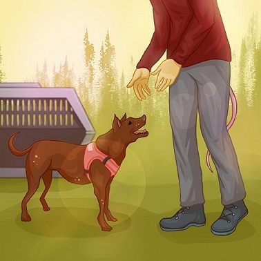 Гуманное воспитание собак — Лиза Дмитриева