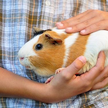 11 февраля /Как радуются морские свинки?