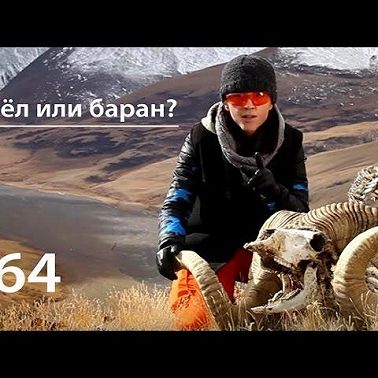 Козёл или баран?