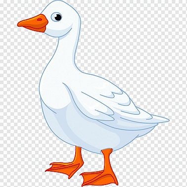 13 февраля /Почему гуси не мокнут в воде?