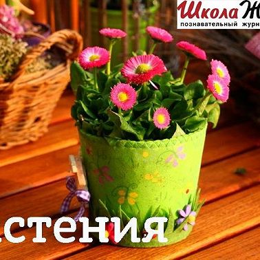 Как домашние растения влияют на нашу жизнь?