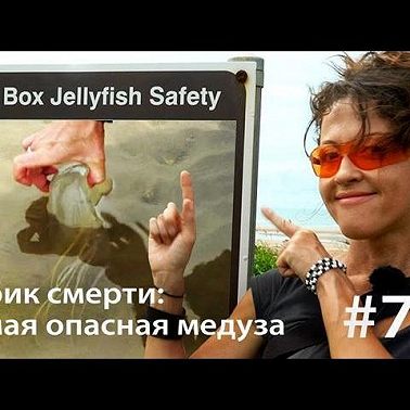 Кубик смерти: как достать самую опасную медузу (и выжить)