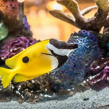 Морской аквариум. Советы для начинающих