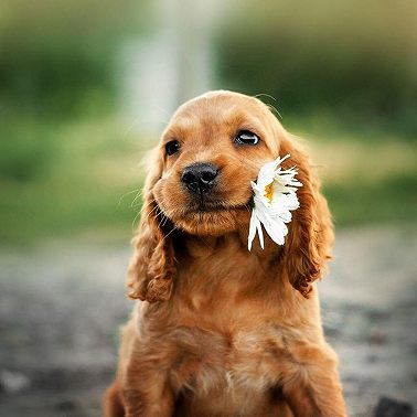 10 февраля /Почему собаку называют верным другом?