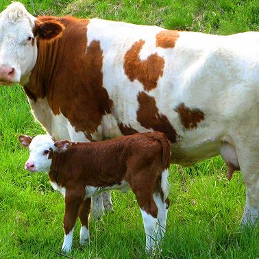 09 февраля /А коровы умеют дружить?