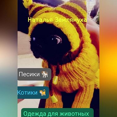 Одежда для животных