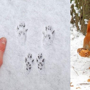 23 января /Чьи следы на снегу?