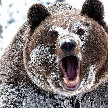 10 января / Кто такой шатун?