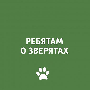 Насекомые