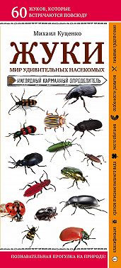 Жуки. Мир удивительных насекомых