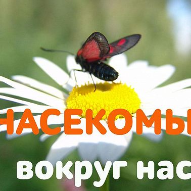 Почему кусаются осы и как избавиться от опасного соседства?