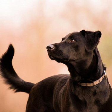 03 февраля /Почему собака хвостом виляет?