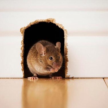 04 февраля /А мышь – это домашнее животное?