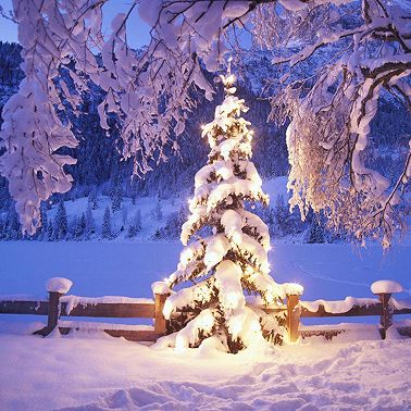 9 января / А ёлочке холодно зимой?