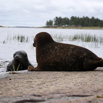 Вячеслав Алексеев про балтийскую нерпу