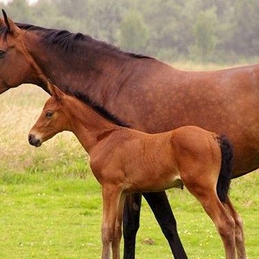 28 февраля /Почему жеребят так назвали?