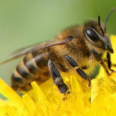 3 мая / Зачем пчеле жало?