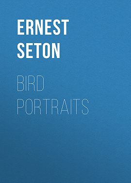 Bird Portraits
